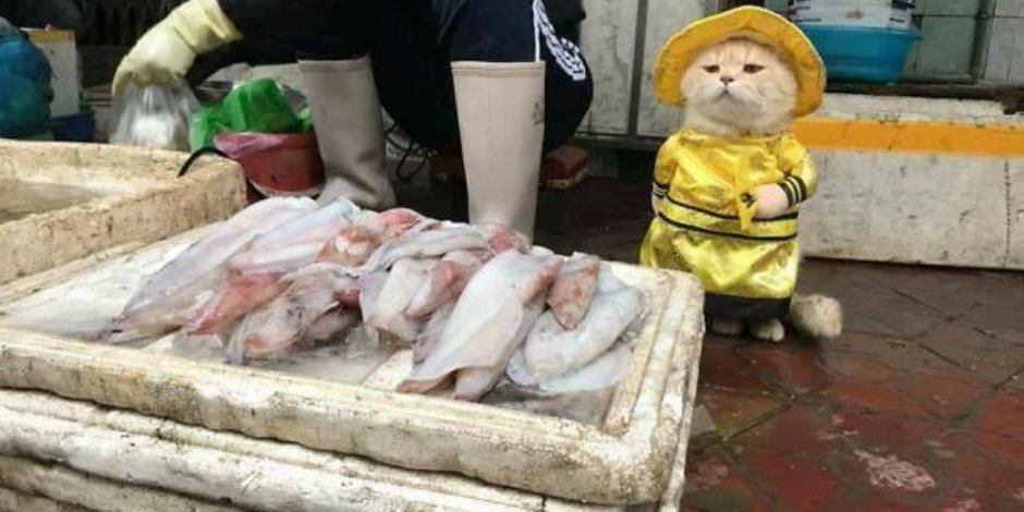 "دوج" قطة تتمكن من كسب الأموال فى أسواق فيتنام ببيع الأسماك للزبائن