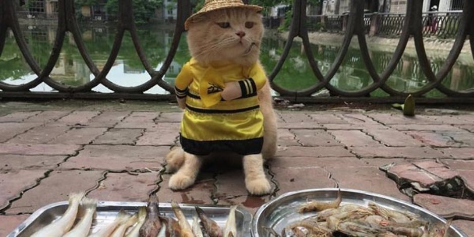 حكاية قط فيتنام الشقي.. "تشو" يساعد صاحبه في بيع السمك ولا يأكله