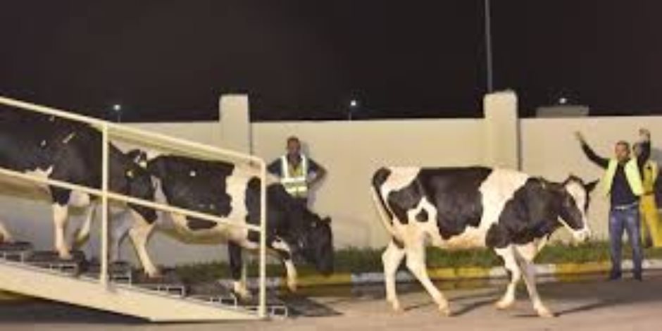 نقص في الألبان واللحوم.. قطر تضطر لشراء أبقار كاليفورنيا بثمن باهظ