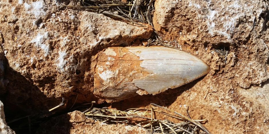 اختفاء أسنان من سمكة قرش تاريخية بأحد المواقع الأسترالية للتراث العالمي