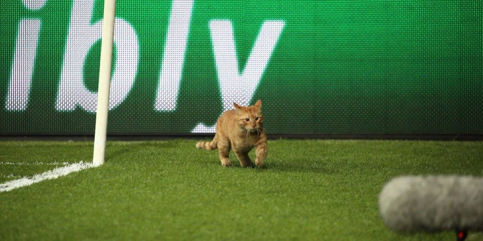آخرهم قطة بايرن ميونيخ وبشكتاش.. حيوانات في ملاعب كرة القدم (فيديو)