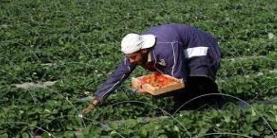 مع اقتراب ذكرى يوم الأرض.. فلسطينيون يزرعون الزيتون بأراضى غزة 