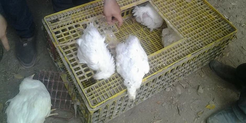 ضبط 250 كيلو أوراك دجاج غير صالحة للاستخدام الآدامي في حملة مكبرة بالمنوفية