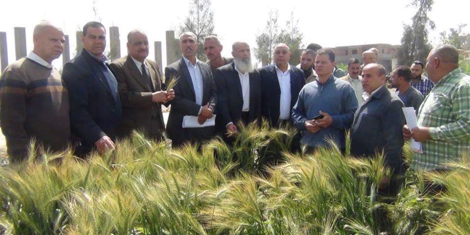 وكيل وزارة الزراعة بالبحيرة: اهتمام كبير من قبل القيادات العليا بالدولة برفع إنتاجية محصول القمح