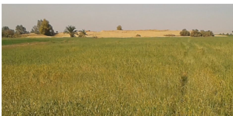 مزارعو قري وادي الصعايدة بأسوان:"أراضي محصول القمح مهددةبالتلف والبوار بسبب العطش"