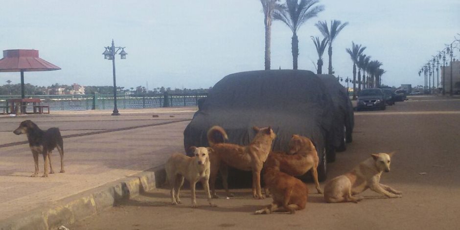 الكلاب الضالة تحتل كورنيش النيل بدمياط وتعترض طريق المواطنين (صور)