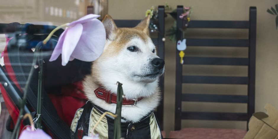 اليابان تمدد عقد الكلب «وساو» لعام آخر في وظيفة ناظر محطة قطار السياحة وزوجته نائبة له  