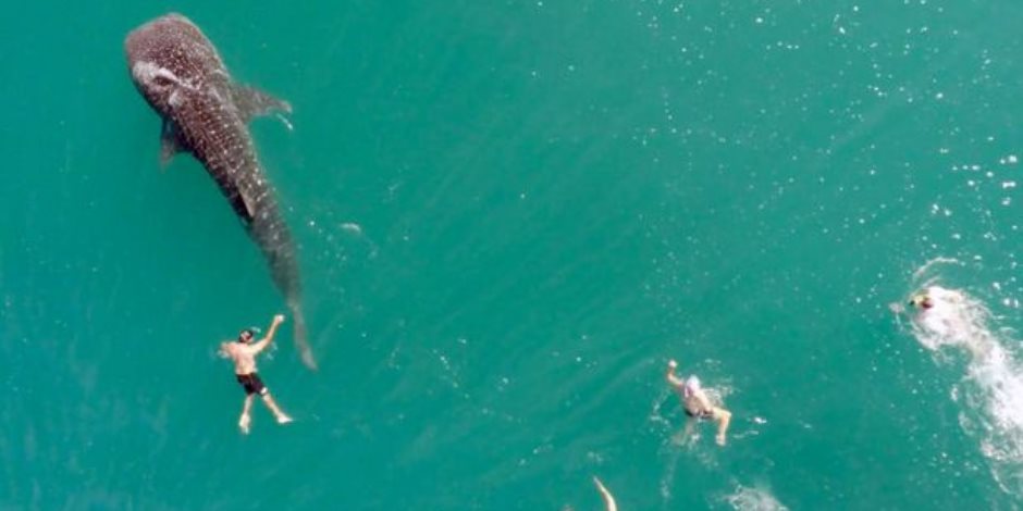 أسماك قرش الحوت تسبح بجوار بني الإنسان في المحيط الهادئ  في آمان تام 
