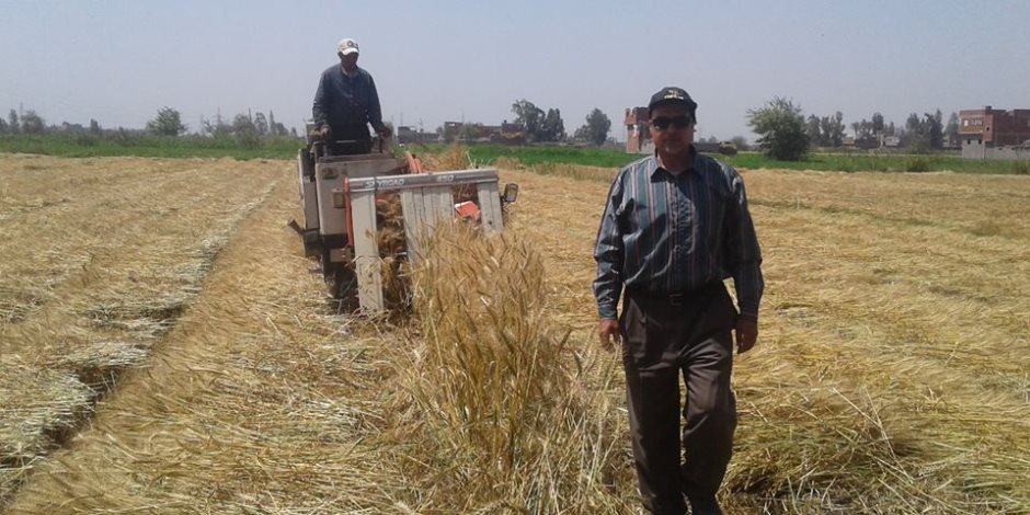 «زراعة الشرقية» تشكل لجنة لحصر الأرضي وشون القمح المتضررة من الأمطار