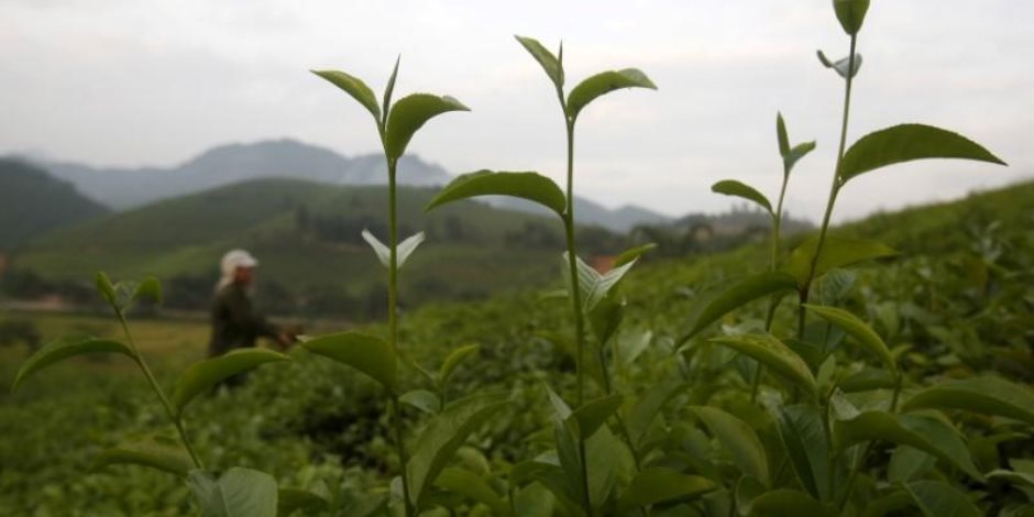الاتحاد الأوروبى يحذر من المكملات الغذائية التى تحتوى على الشاى الأخضر