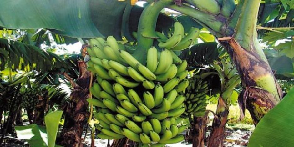 تحركات جادة للحد من مخالفات زراعة الموز.. 10 إجراءات تنتظر المخالفين