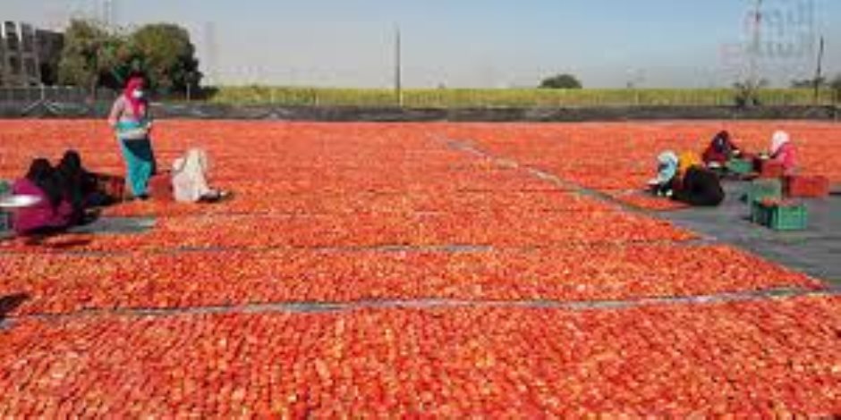 مدير الإرشاد الزراعى بالبحيرة: مساحة زراعة الطماطم 27 ألف و740 فدانا