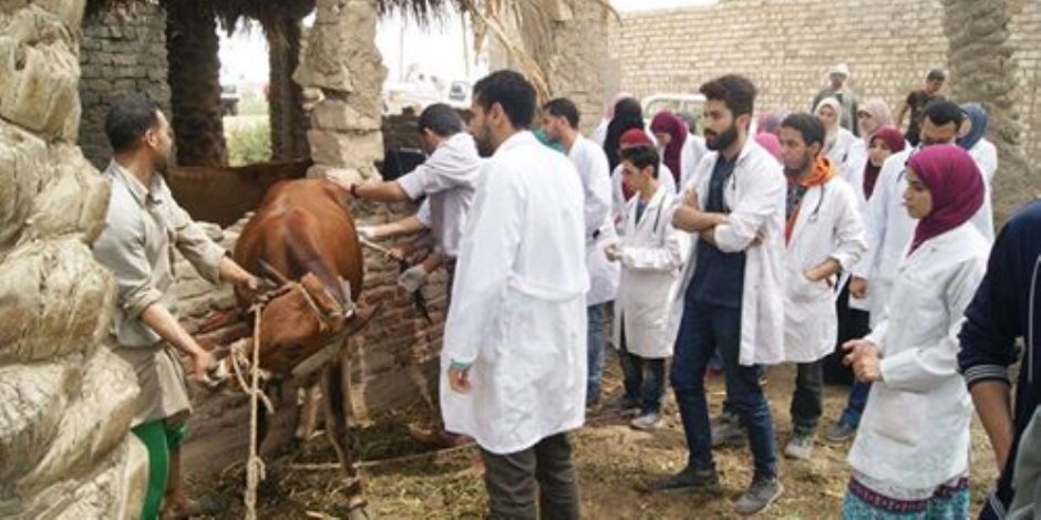 علاج 2900 حالة من الماشية والدواجن بالمجان في أطفيح