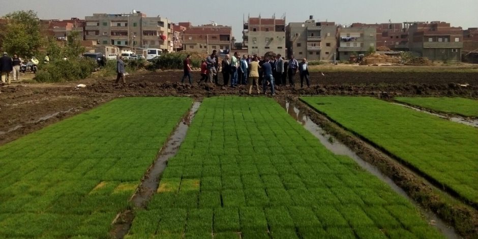 وزير الري يزور مشروع جديد لإنتاج شتلات الأرز لتوفير 25% من مياه الري بالدقهلية