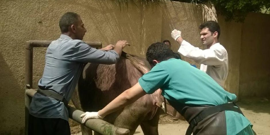 بيطري الجيزة: علاج 586 رأس ماشية بقرية شبرامنت بأبو النمرس