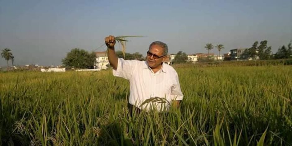 الدكتور «سعيد سليمان»: أرز «عرابي» المقاوم للجفاف أثبت نجاحه و يعطي أعلى إنتاجية للفدان (صور) 
