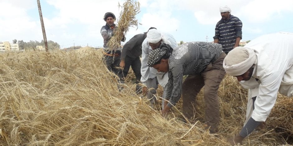 «الذهب الأصفر».. انطلاق مهرجان حصاد القمح غرب الإسكندرية (صور)