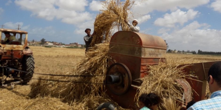 «صوت الأمة» ترصد رحلة حصاد «الذهب الأصفر» في غرب الإسكندرية (فيديو وصور)