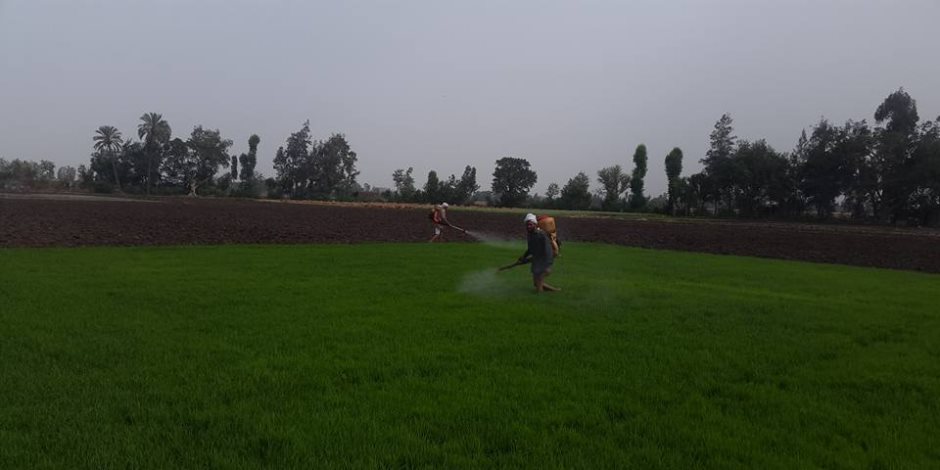 حملات مكثفة تزيل 132 فدان مشاتل أرز مخالفة للدورة الزراعية فى الدقهلية  (صور)