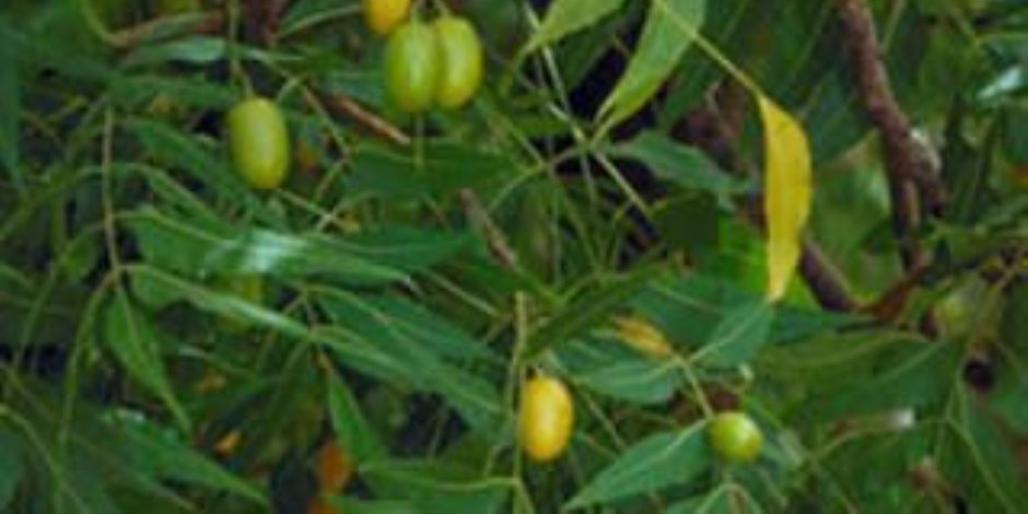 وزارة الزراعة تنصح بزراعتها..  "النيم" شجرة تحديد النسل ومقاومة الأمراض والحشرات 