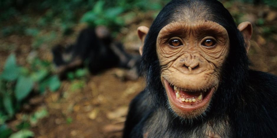 داروين شكله على حق.. تشابه مرعب بين البشر وقرود البابون: 90% من الجينات «واحد»