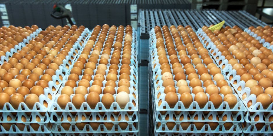 أسعار الدواجن والبيض واللحوم اليوم الأربعاء 5-2-2020.. البيض البلدي بـ 39 جنيها للكرتونة