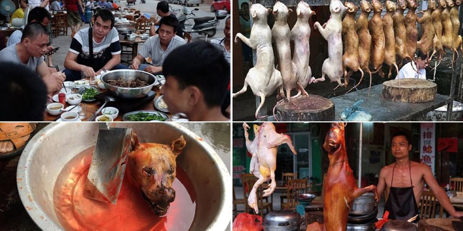 «ما تقرفش من لحم الحمير».. انطلاق مهرجان «أكل الكلاب» السنوي في الصين (فيديو)