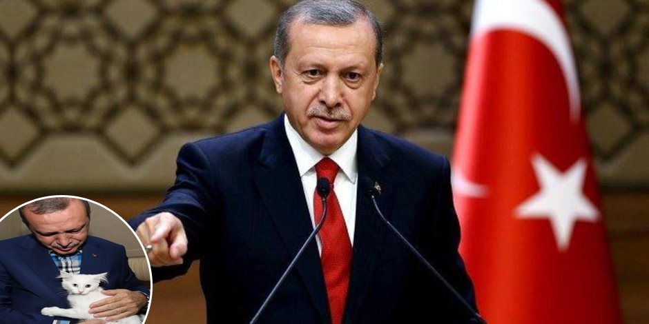 قصة «قطة أردوغان» المتهمة بتزوير انتخابات 2014.. ماذا يفعل الديكتاتور في 2018؟