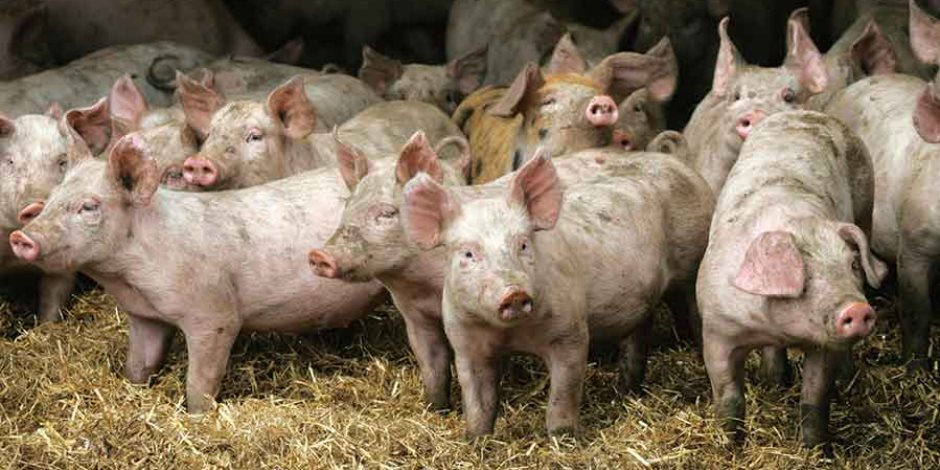 جامعو القمامة يقدمون روشتة الحل.. كيف تتخلص الخنازير من 6 آلاف طن مخلفات يوميًا؟
