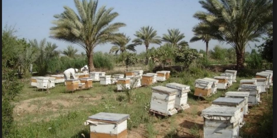 ربحا قد يصل لـ50 مليار في 5 سنوات.. مَن ينقذ ملكات نحل العسل المصري من التدهور؟