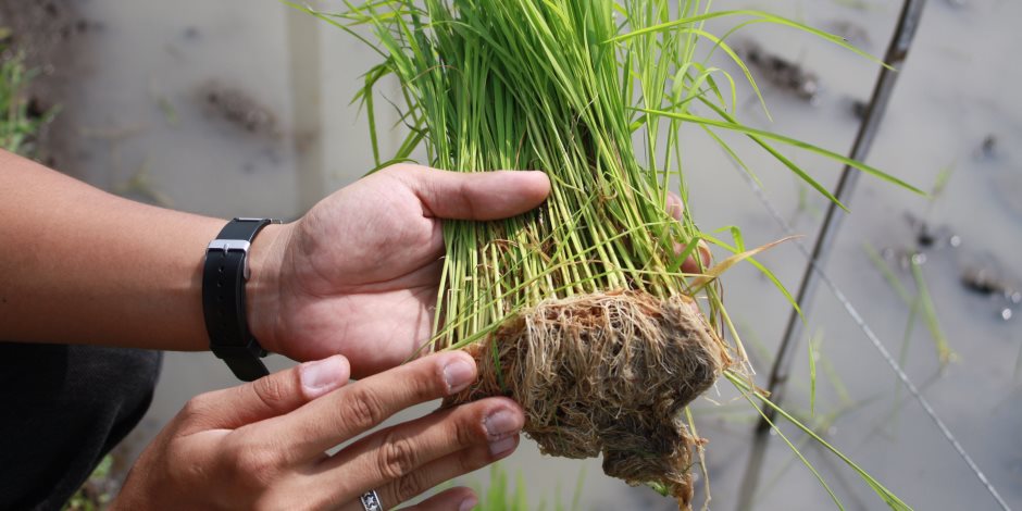 الزراعة تحارب «إهدار المياه» بأصناف من الأرز الجاف.. أنواع هجين مبكرة النضج وعالية الإنتاجية
