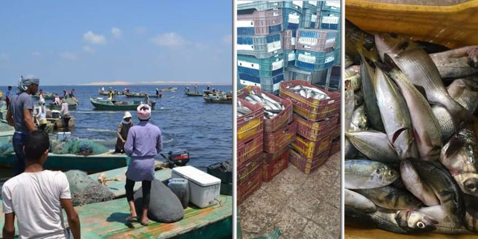 خير بحيرة البردويل: أسماك وفيرة.. وأسعار في متناول الجميع (صور)