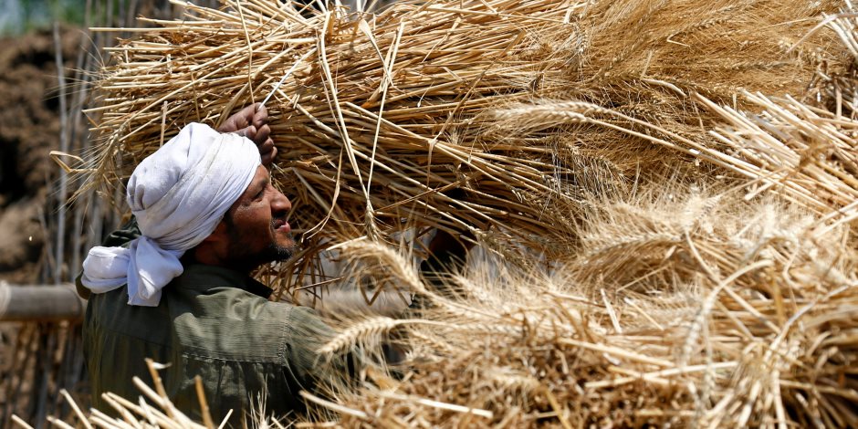 تنمية زراعيةغير مسبوقة بالوادى الجديد.. التوسع الأفقى بـ200 ألف فدان نخيل أبرزها 