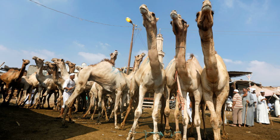 ضمن إجراءات مواجهة فيروس كورونا.. «الزراعة» تفحص الجمال الواردة من السودان