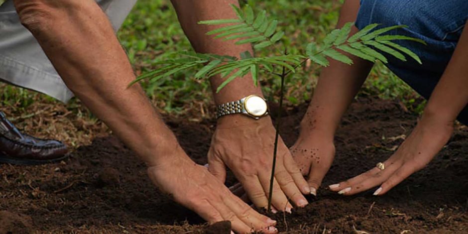 زراعة 4.3 مليون شجرة بالمحافظات من المستهدف زراعته حتى نهاية يونيو