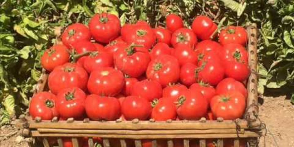 دراسة إسبانية: صلصة الطماطم المطبوخة أفضل من الفاكهة الطازجة