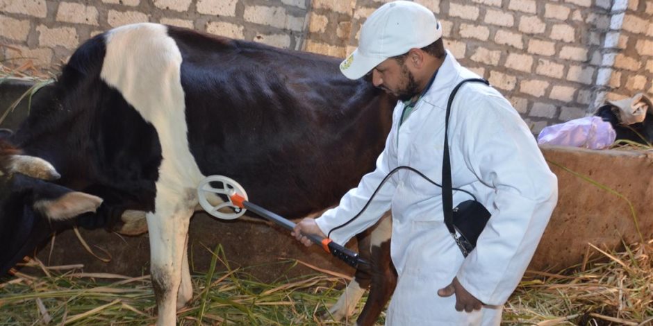 ضد 5 أمراض وبائية.. «الزراعة» تحصين 6.8 مليون رأس ماشية وطائر
