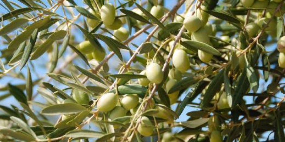 6 توصيات من «الزراعة» لزيادة إنتاج الثمار لمحصول الزيتون