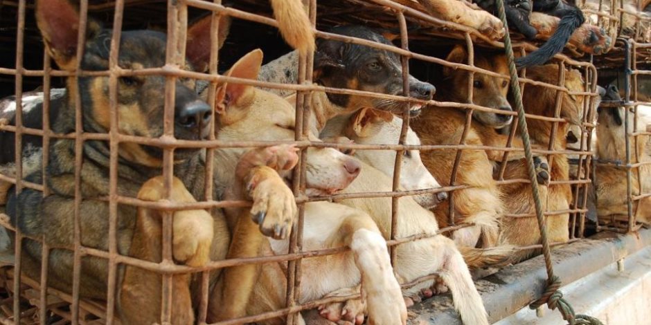 من المسئولين الفيتناميين إلى الشعب: نرجوكم توقفوا عن أكل الكلاب