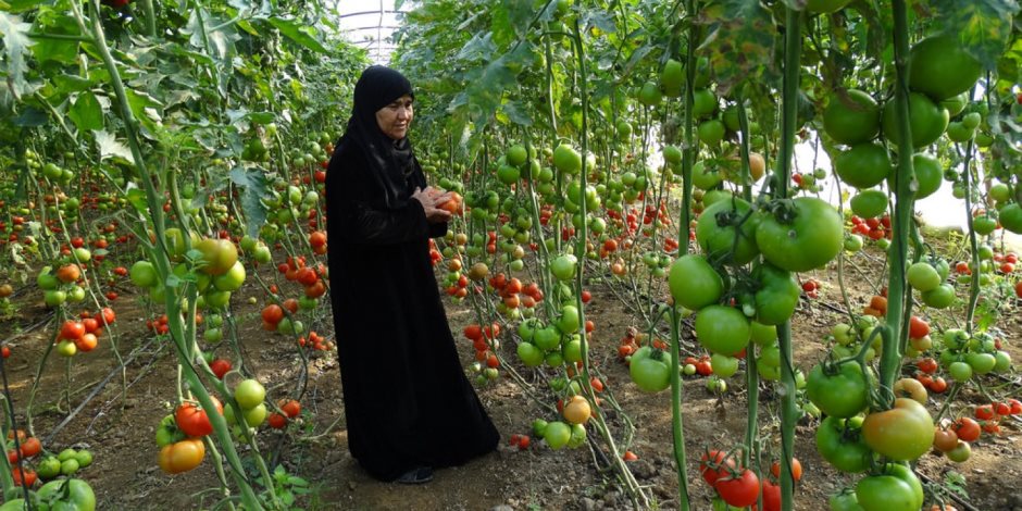 إرشادات وتوصيات «الزراعة» بشأن العروة الصيفية للطماطم