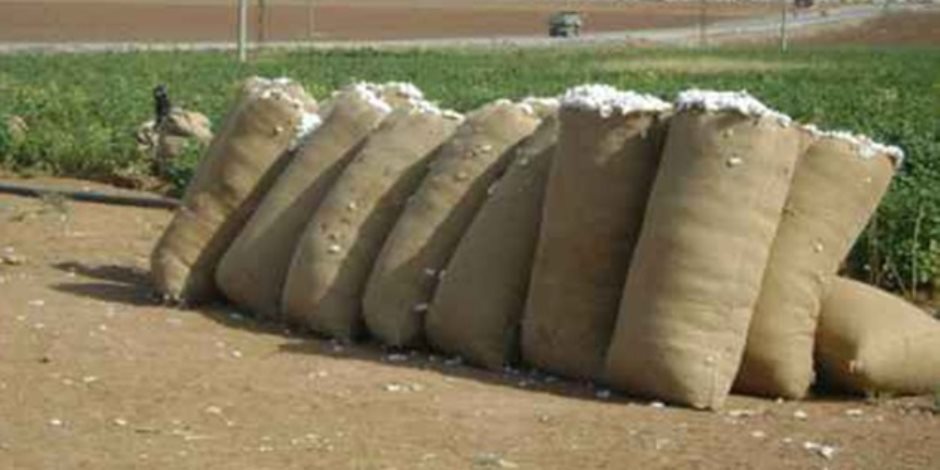 الحكومة تواصل تفعيل النظام الجديد لشراء القطن من المزارعين.. 23.9 ألف قنطار حتى الآن