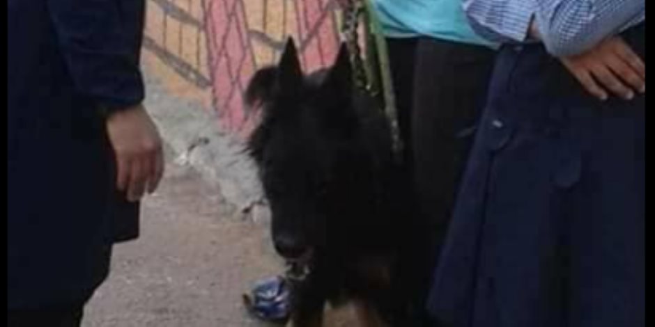 سيدة تطلق كلبها الشرس على تلميذ تشاجر مع ابنتها بمدرسة بمصر الجديدة (فيديو) 