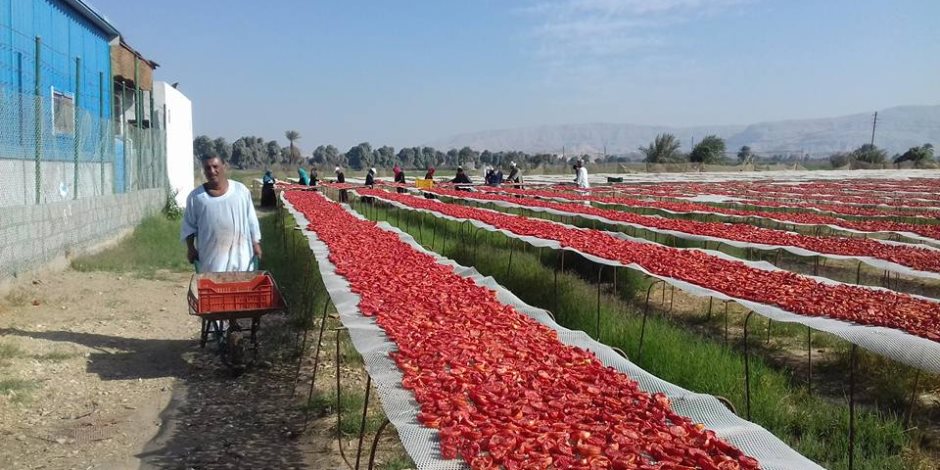 الصعايدة نجحوا.. هكذا غزت طماطم جنوب مصر  أوروبا وأمريكا (صور)