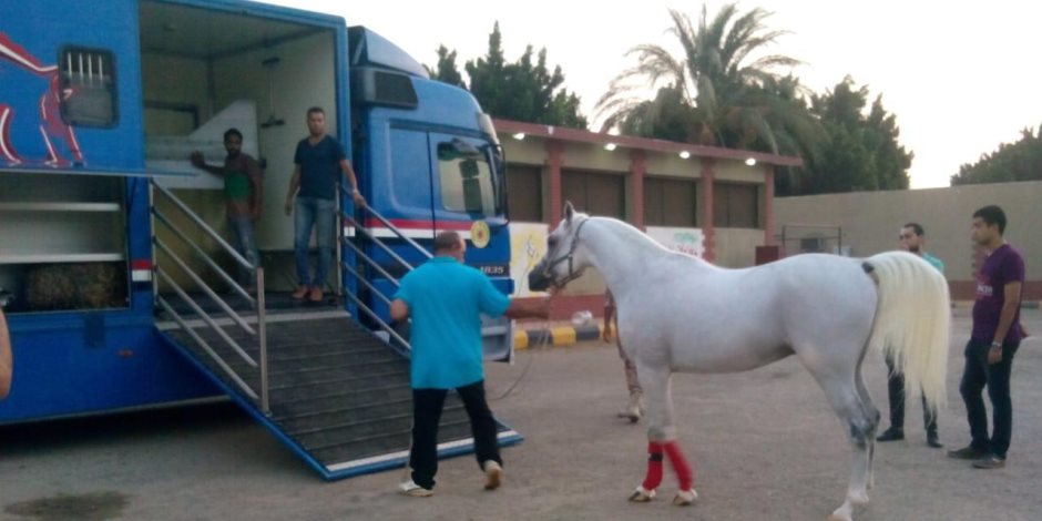 بعد 8 سنوات من وقف تصدير الخيول.. مصر تدخل سوق عالمي جديد (صور)