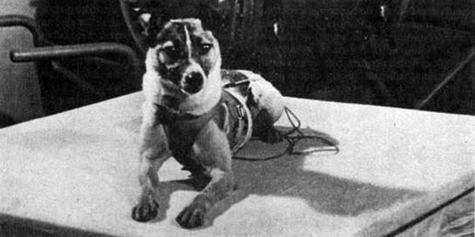 في ذكرى رحيل «لايكا».. القصة الكاملة لأول كلبة تصعد للفضاء الخارجي 