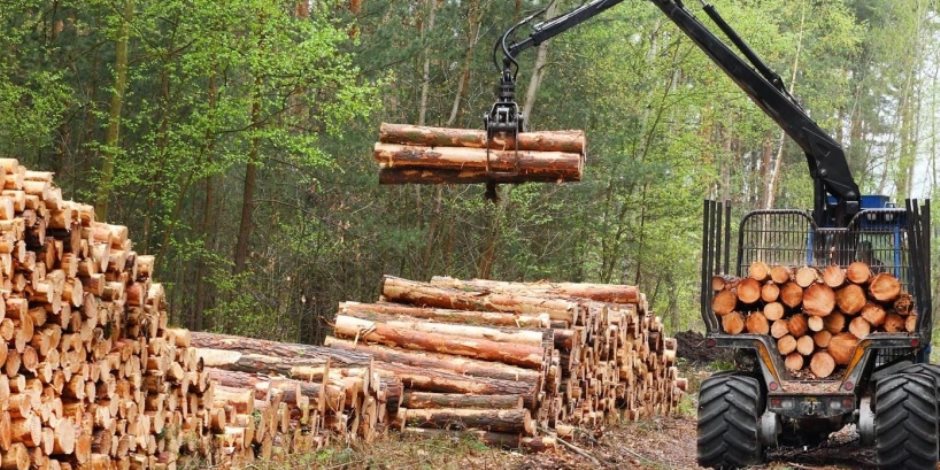 اللجنة العليا للأخشاب: حصر الغابات الشجرية لتطوير الصناعة وزيادة التصدير