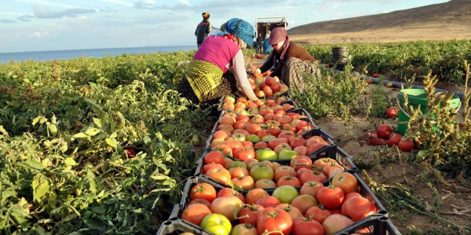 أخبار الاقتصاد اليوم.. 50 ألف طن زيادة فى صادرات مصر الغذائية