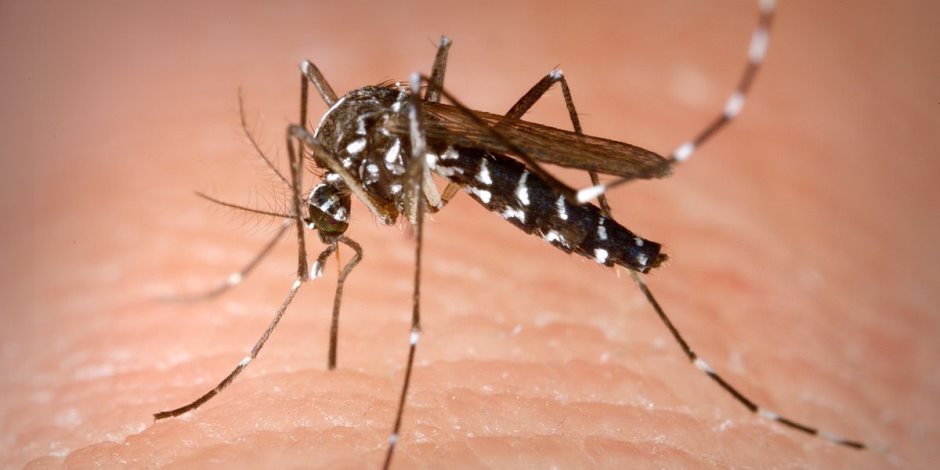 احذر حشرات ممكن تنقلك الأمراض في الإجازات والمصايف