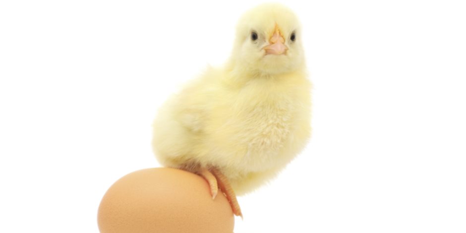 صدق أو لا تصدق.. بيض دجاج معدل وراثيا قد يعالج السرطان