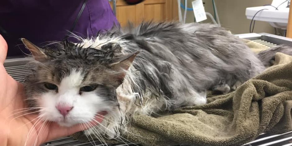 إنقاذ قطة متجمدة بالولايات المتحدة وإعادتها للحياة مرة أخرى (صور)